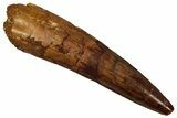 Fossil Spinosaurus Tooth - Real Dinosaur Tooth #340388-1